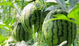 免费吃瓜教学,探索新型教育模式